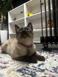 Lost Female Cat last seen Woods Valley Rd & Coolwater Ranch Rd, Valley Center, CA 92082
