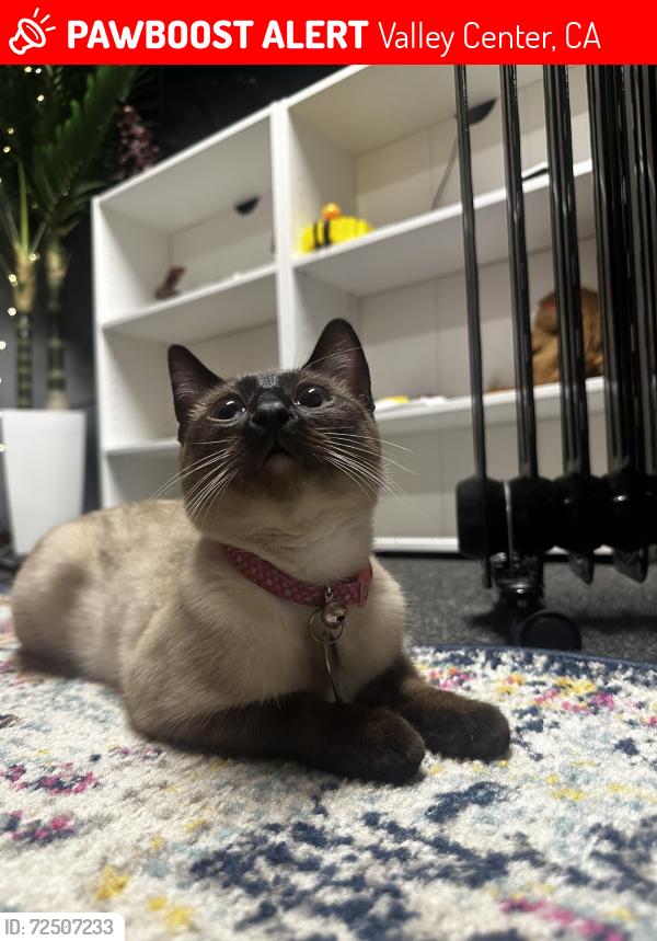 Lost Female Cat last seen Woods Valley Rd & Coolwater Ranch Rd, Valley Center, CA 92082