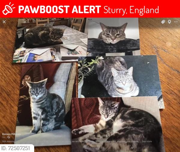 Lost Female Cat last seen Bournes Close, Sturry, Sturry, England 