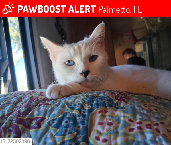 Lost Female Cat last seen Palm Bay RV Park, Palmetto, FL 34221