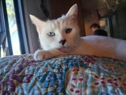 Lost Female Cat last seen Palm Bay RV Park, Palmetto, FL 34221