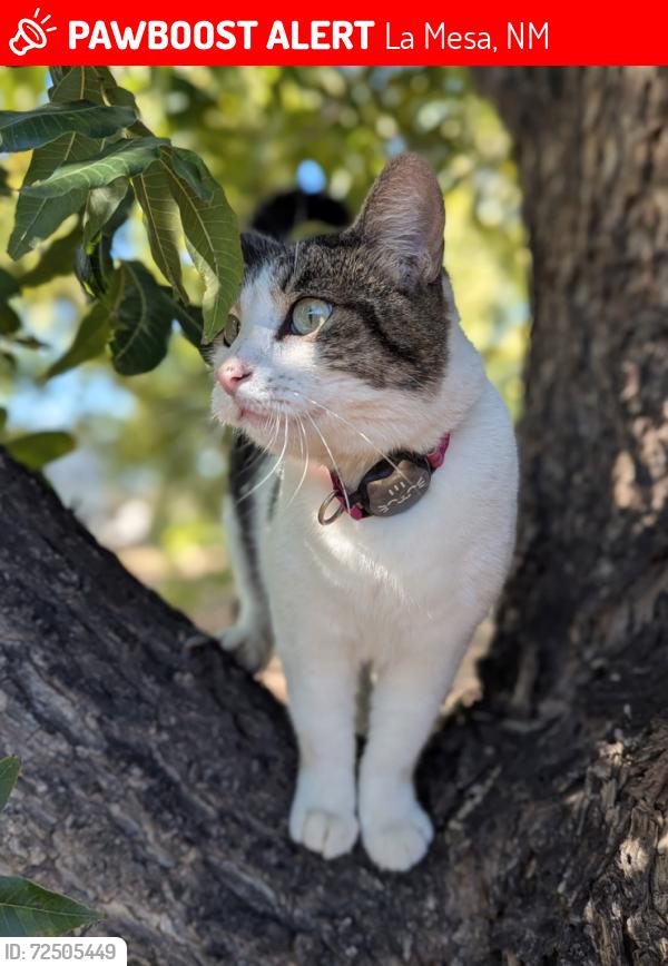 Lost Female Cat last seen Near S Highway 28, La Mesa, NM 88044, La Mesa, NM 88044