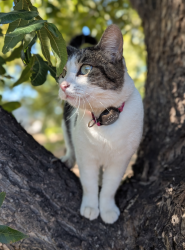 Lost Female Cat last seen Near S Highway 28, La Mesa, NM 88044, La Mesa, NM 88044