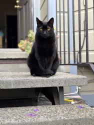 Lost Male Cat last seen Congdon St, San Francisco, CA 94112