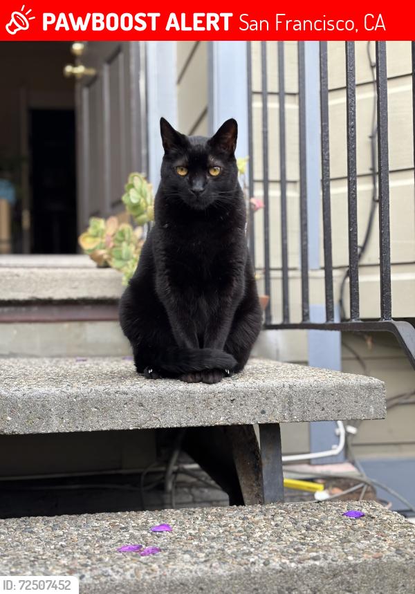 Lost Male Cat last seen Congdon St, San Francisco, CA 94112