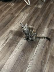Lost Female Cat last seen Van buren, Riverside, CA 92508