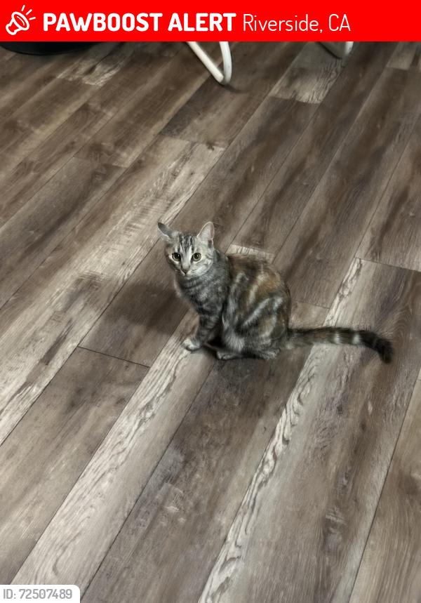 Lost Female Cat last seen Van buren, Riverside, CA 92508