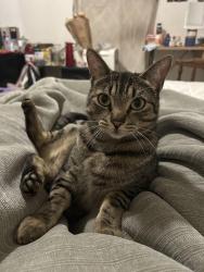 Lost Male Cat last seen west silver eagle rd near el pollo loco, Sacramento, CA 95834