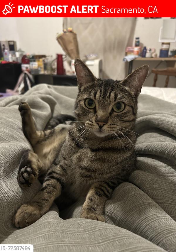 Lost Male Cat last seen west silver eagle rd near el pollo loco, Sacramento, CA 95834