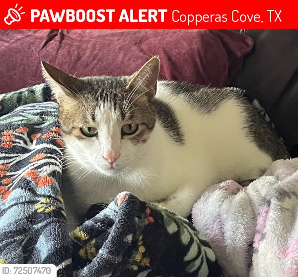 Lost Male Cat last seen Lawson Lane and Lutheran Church Road, Copperas Cove, TX 76522