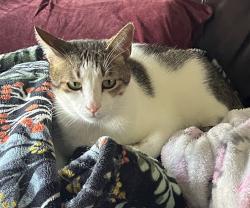 Lost Male Cat last seen Lawson Lane and Lutheran Church Road, Copperas Cove, TX 76522