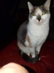 Lost Female Cat last seen Ina and Camino de la Tierra, Tucson, AZ 85741