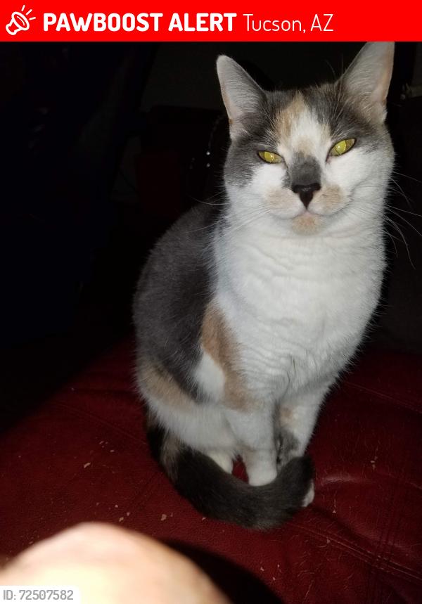 Lost Female Cat last seen Ina and Camino de la Tierra, Tucson, AZ 85741