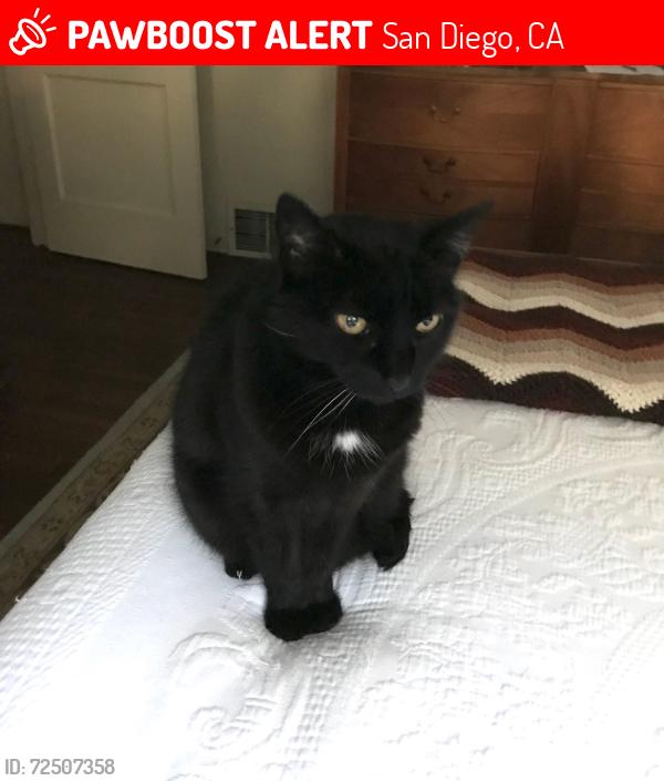 Lost Female Cat last seen Near Pioneer Place, San Diego, CA 92103, San Diego, CA 92103