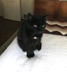 Lost Female Cat last seen Near Pioneer Place, San Diego, CA 92103, San Diego, CA 92103