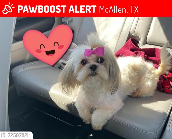 Lost Female Dog last seen Dove y bicentenial , McAllen, TX 78504