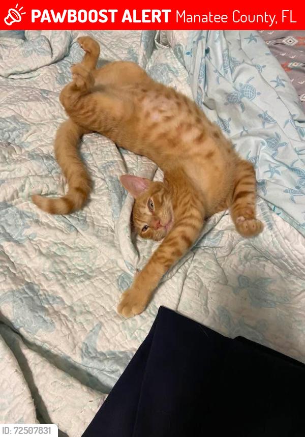 Lost Male Cat last seen Artisan Lakes , Manatee County, FL 34221