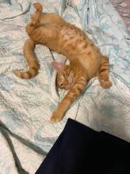 Lost Male Cat last seen Artisan Lakes , Manatee County, FL 34221