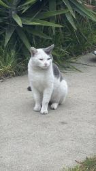 Lost Male Cat last seen Stanwin and Kamloops, Los Angeles, CA 91331