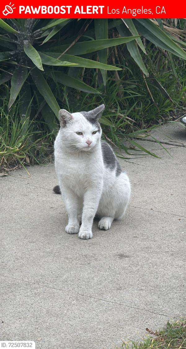Lost Male Cat last seen Stanwin and Kamloops, Los Angeles, CA 91331