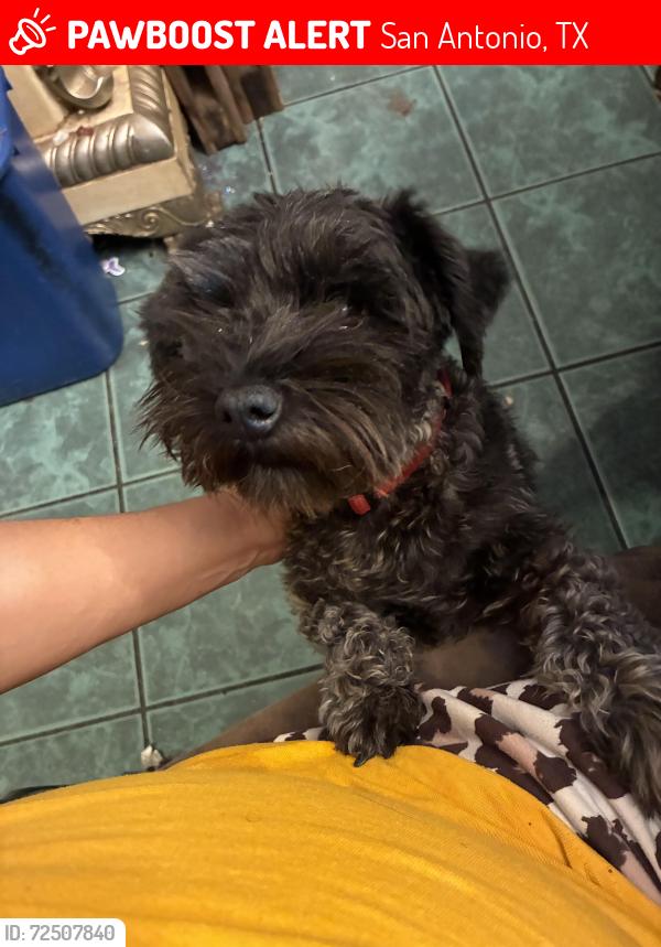 Lost Male Dog last seen Ingram rd and whitetail , San Antonio, TX 78228