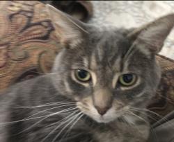 Lost Male Cat last seen Iris and Kennedy near old watertower parj, Cincinnati, OH 45213