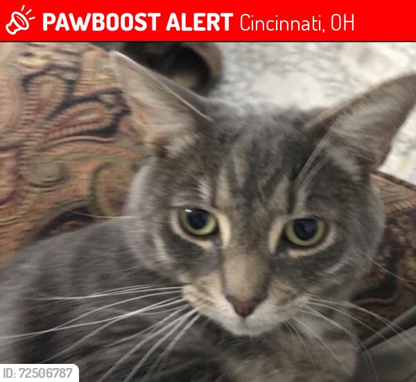 Lost Male Cat last seen Iris and Kennedy near old watertower parj, Cincinnati, OH 45213