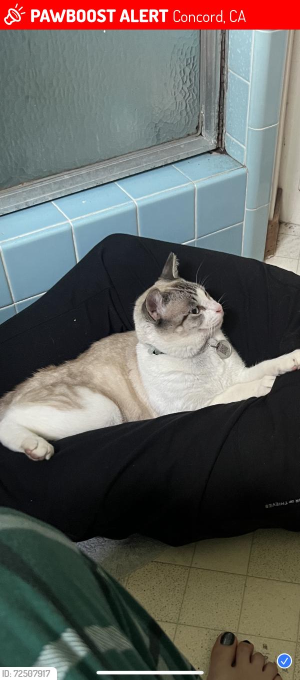 Lost Male Cat last seen Treat blvd.,, Concord, CA 94518
