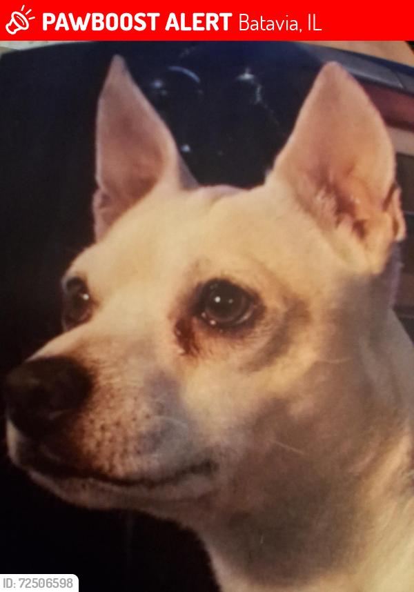 Lost Male Dog last seen Batavia  and 6th street in corona ca, Batavia, IL 60510