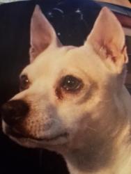 Lost Male Dog last seen Batavia  and 6th street in corona ca, Batavia, IL 60510