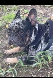 Lost Male Dog last seen pleasant grove, Dallas, TX 75227