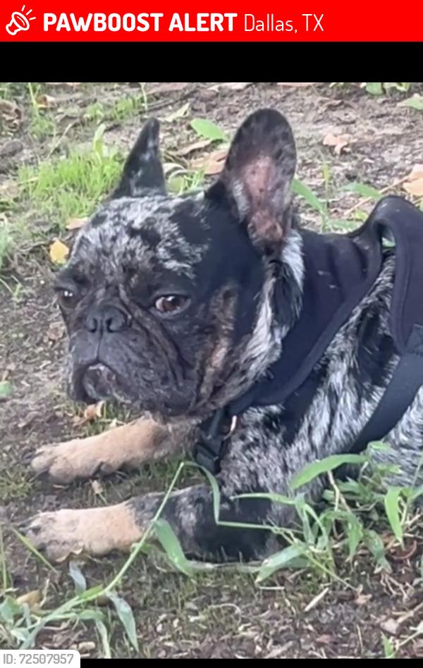 Lost Male Dog last seen pleasant grove, Dallas, TX 75227