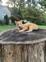 Lost Male Cat last seen Dagenhart Farm Rd, Iredell County, NC 28677