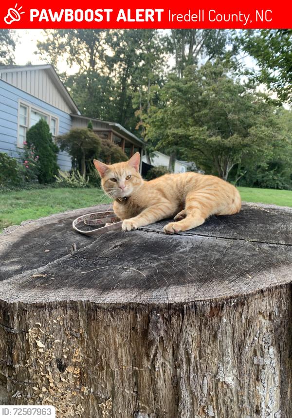 Lost Male Cat last seen Dagenhart Farm Rd, Iredell County, NC 28677