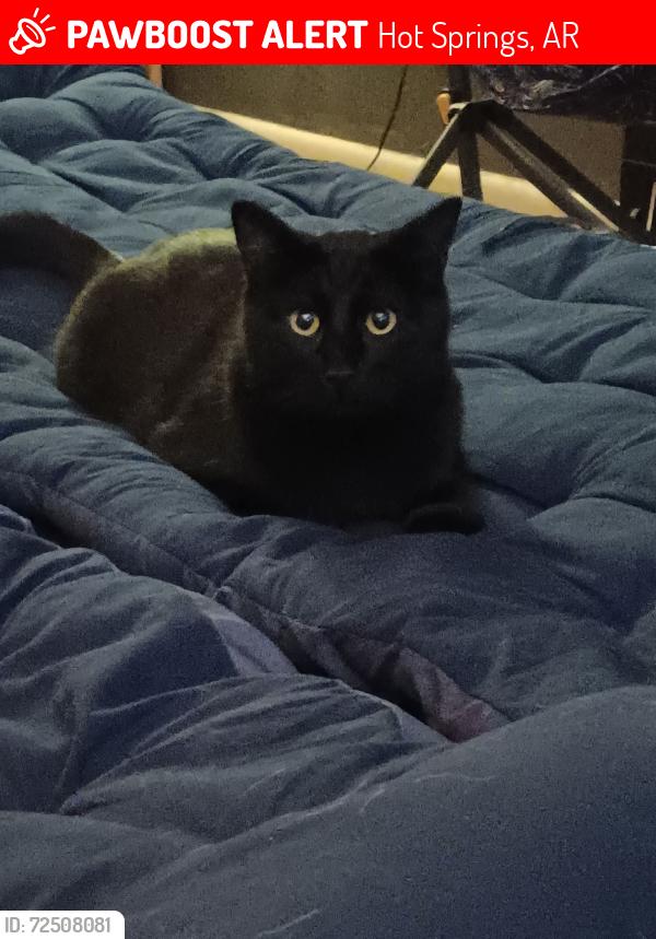 Lost Male Cat last seen Hot Springs High School, Hot Springs, AR 71913