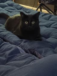 Lost Male Cat last seen Hot Springs High School, Hot Springs, AR 71913