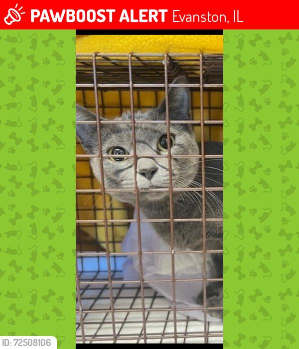 Lost Female Cat last seen Pitner and Cleveland, Evanston, IL 60202