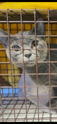 Lost Female Cat last seen Pitner and Cleveland, Evanston, IL 60202