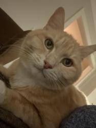 Lost Male Cat last seen Gale drive/ 8A / Bayview drive, Delta, BC V4M