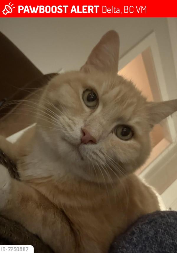 Lost Male Cat last seen Gale drive/ 8A / Bayview drive, Delta, BC V4M