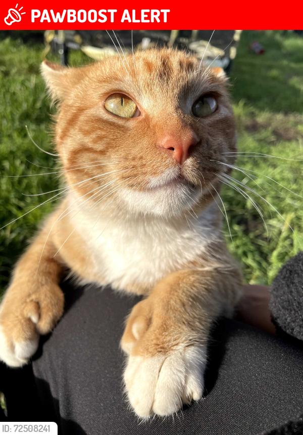Lost Male Cat last seen East Rd Redwood Valley Ca, Mendocino County, CA 95482