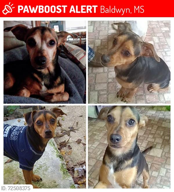 Lost Female Dog last seen East Mt.Zion Church, Pratts community , Baldwyn, MS 38824