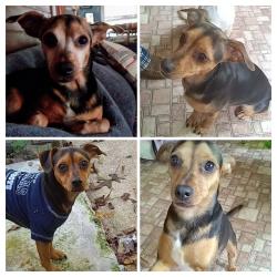 Lost Female Dog last seen East Mt.Zion Church, Pratts community , Baldwyn, MS 38824