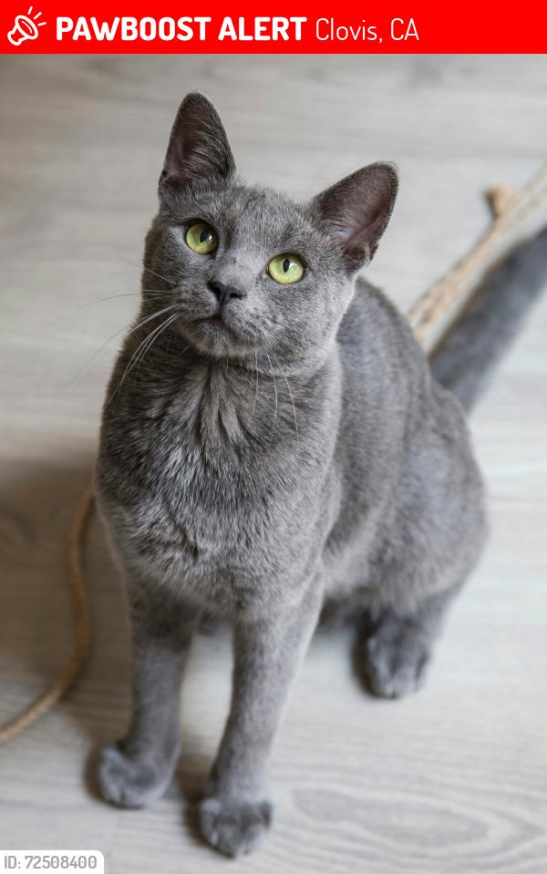 Lost Male Cat last seen Shaw and leonard loma vista, Clovis, CA 93619