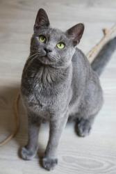 Lost Male Cat last seen Shaw and leonard loma vista, Clovis, CA 93619