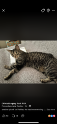 Lost Male Cat last seen 101st and Memorial, Tulsa, OK 74133