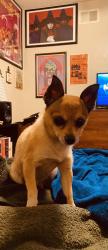 Lost Male Dog last seen Ellis St. & Dairy Ave., Long Beach, CA 90805