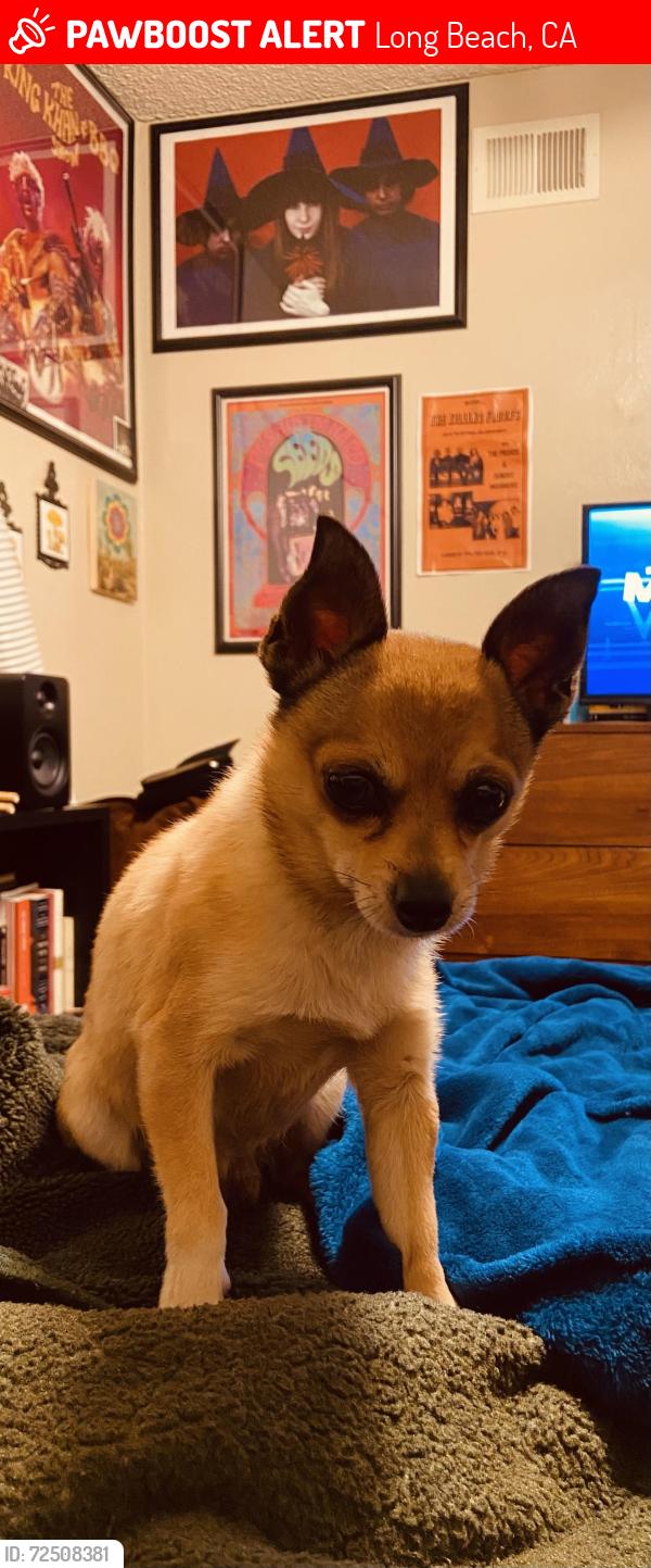 Lost Male Dog last seen Ellis St. & Dairy Ave., Long Beach, CA 90805