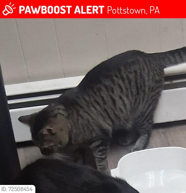 Lost Male Cat last seen Beech and York , Pottstown, PA 19464