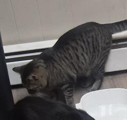 Lost Male Cat last seen Beech and York , Pottstown, PA 19464